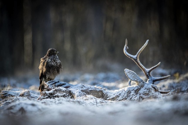 Zdjęcie pt. "Strażnik" Łukasza Gwiździela znalazło się wśród stu najlepszych zdjęć z całego świata w kategorii Wildlife 6. edycji Międzynarodowego Konkursu Fotograficznego 35Awards