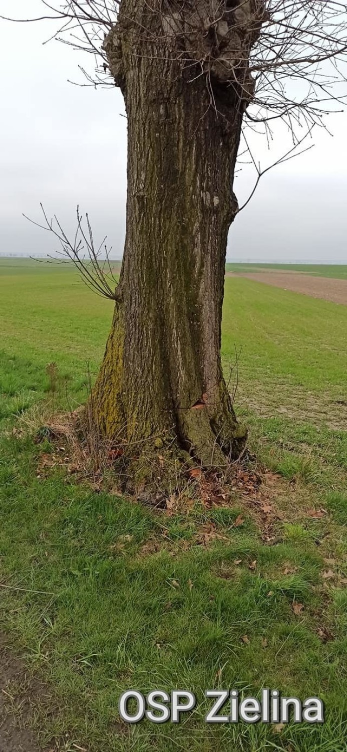 Przycięte drzewo na drodze między wsiami Kujawy i Buława w...