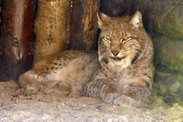 zoo we Wrocławiu rysie żbiki