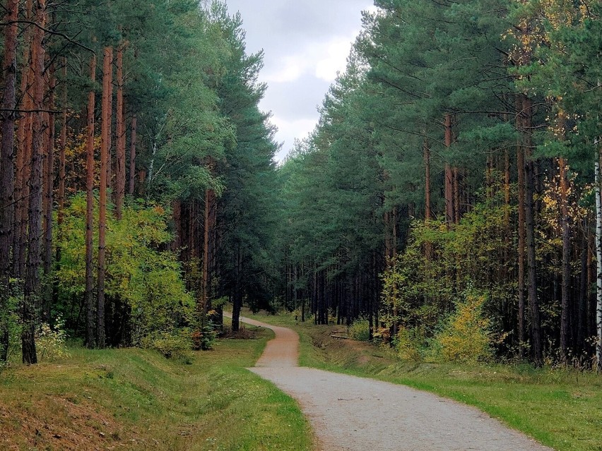 Archiwum RDLP w Zielonej Górze