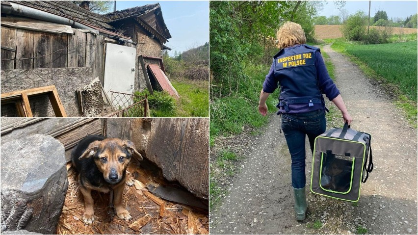 Pieskiem obecnie opiekują się wolontariusze TOZ-u. Kundelek...