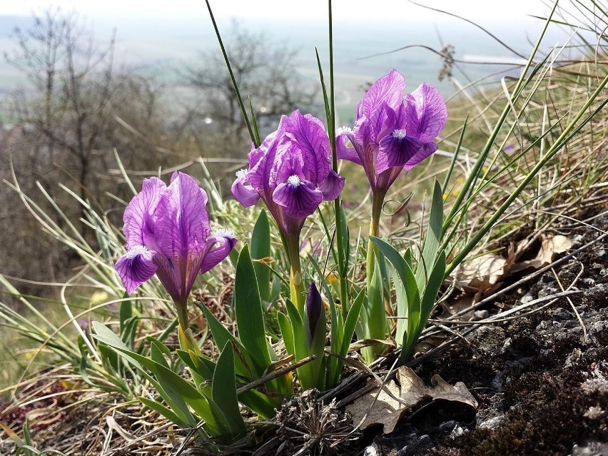 Kosaciec niski (Iris pumila) jest gatunkiem mieszańcowym,...