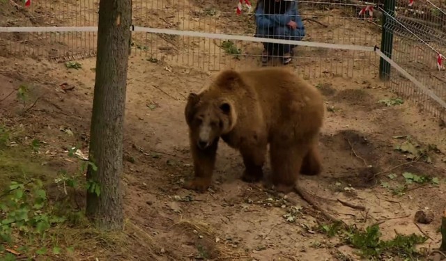 Niedźwiedź Baloo na wybiegu w Nowym Zoo w Poznaniu