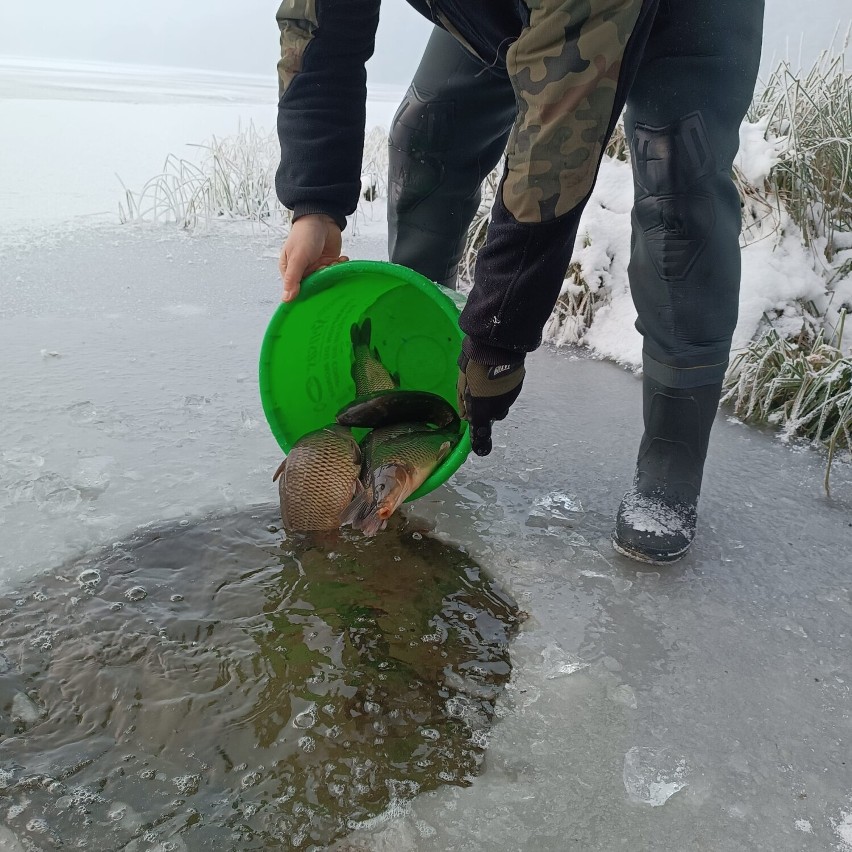 Koło Jesiotr już działa, do jeziora Lipno trafiło 100 kg...