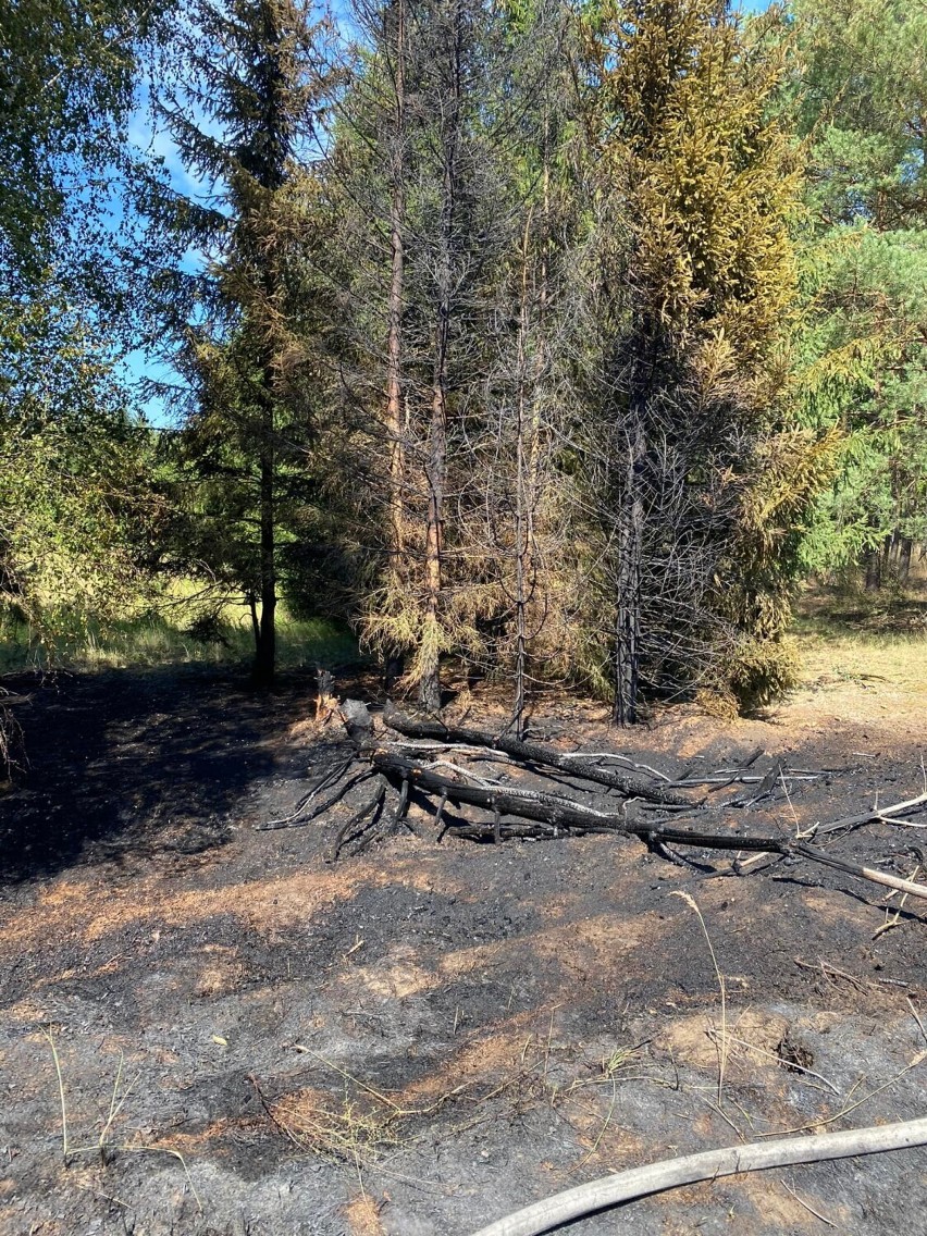 PILNE! Duży pożar w gminie Miedzichowo. Spłonęły zabudowania, w tym dom, trawy i część lasu. Paliło się też pole w Liniach [ZDJĘCIA]