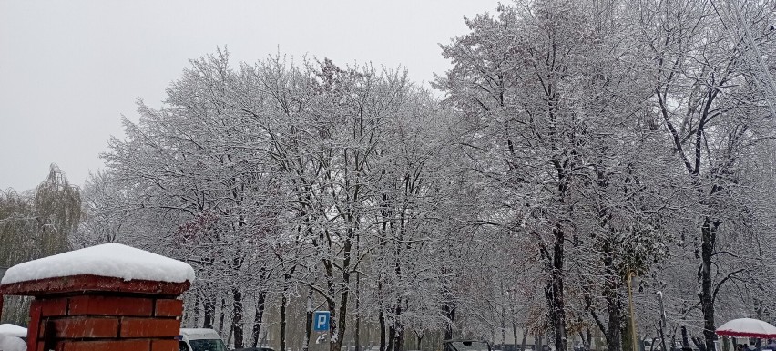 Zimowy krajobraz w Jędrzejowie. Śnieg przykrył miasto białym puchem. Zobaczcie zdjęcia