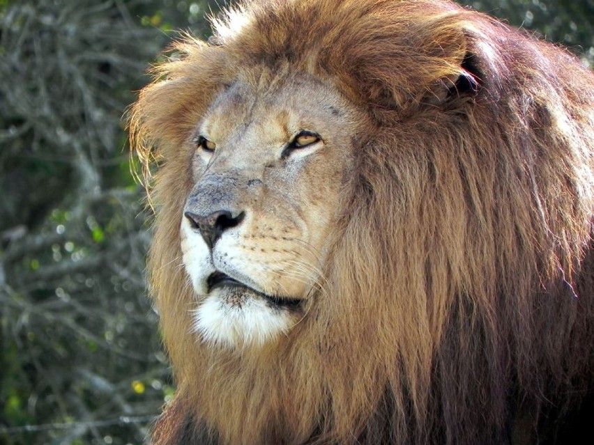 Lwy w gdańskim zoo już we wrześniu
