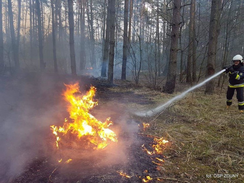 Spaliły się 2 hektary poszycia leśnego