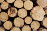 Sprzedaż drewna opałowego – miasto Radymno ogłosiło licytację! 