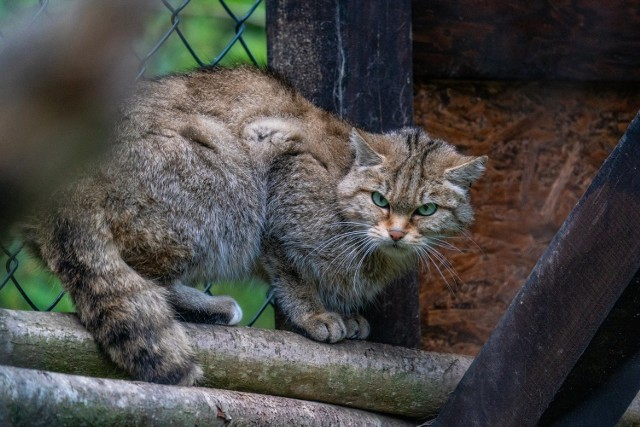 Serial "Bieszczady - na ratunek" ma pokazać codzienną walkę przyrodników o ochronę bieszczadzkiej fauny.