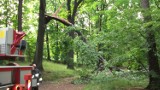 W parku w wałbrzyskiej dzielnicy Sobięcin z jednego z drzew obłamała się olbrzymia gałąź