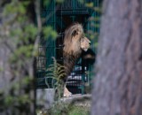 Od soboty rusza sezonowa linia do ZOO. Autobus nr 622 jeźdzć będzie z pętli w Oliwie