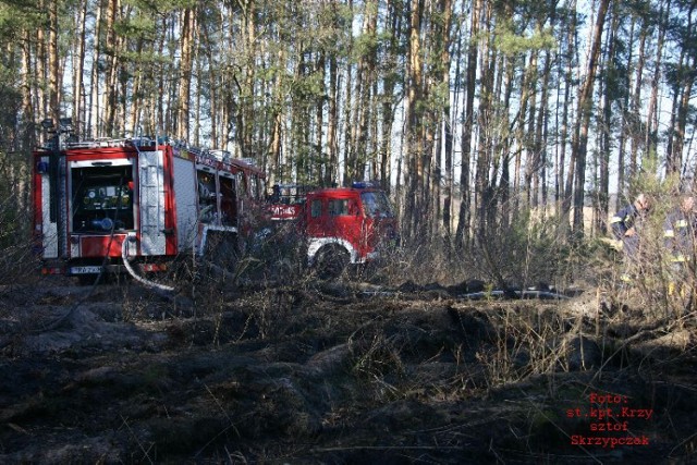 Pożar lasu w Jeziorach gasili strażacy z dwóch województw, z powiatów rawickiego i milickiego.