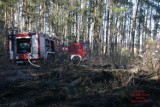 Pożar lasu w Jeziorach: Gasili go strażacy z dwóch województw [ZDJĘCIA]