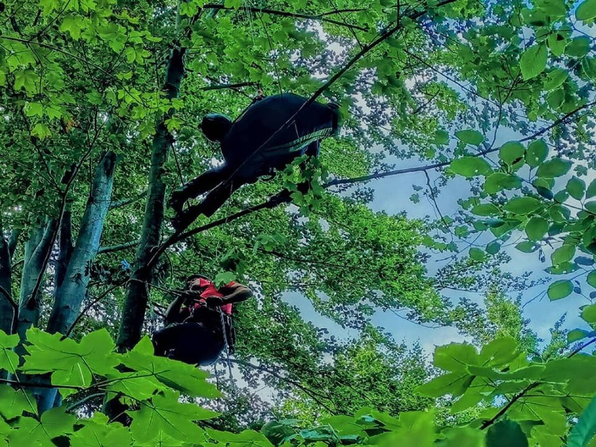 Paralotniarz w koronach drzew. Na ratunek ruszyli ratownicy GOPR Karkonosze