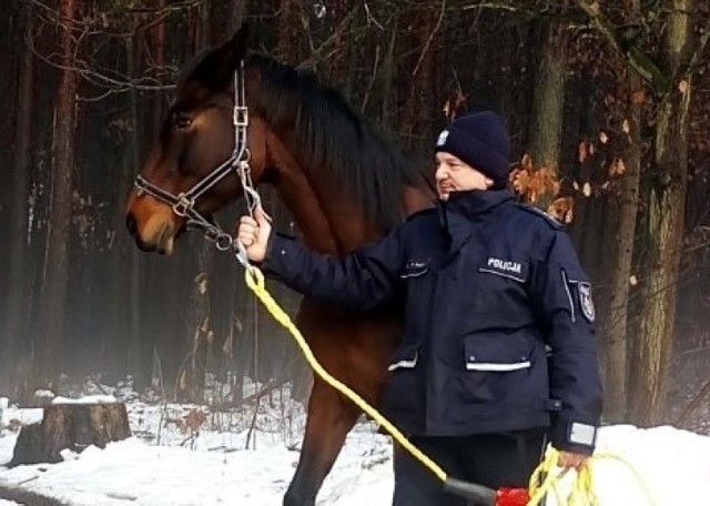 W Orzeszu koń uciekł z jednej z miejscowych stadnin. Mundurowi pomogli mu wrócić do domu. 

Zobacz kolejne zdjęcia. Przesuwaj zdjęcia w prawo - naciśnij strzałkę lub przycisk NASTĘPNE