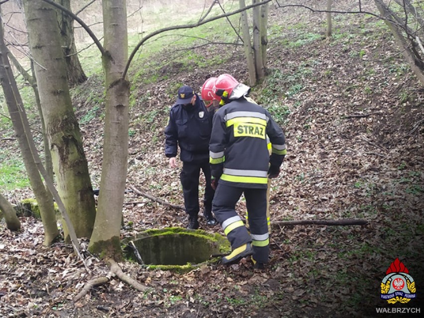 Strażacy z Wałbrzycha ratowali małego dzika, który wpadł do studni przy ścieżce Hochbergów w Wałbrzychu 