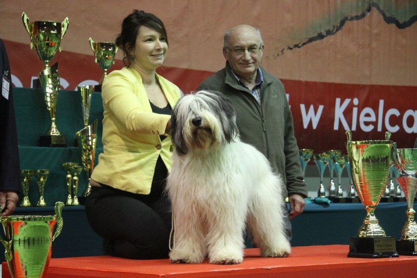 Lara z Krakowa zdobyła tytuł Najpiękniejszego Psa X Międzynarodowej Wystawy Psów Rasowych w Kielcach