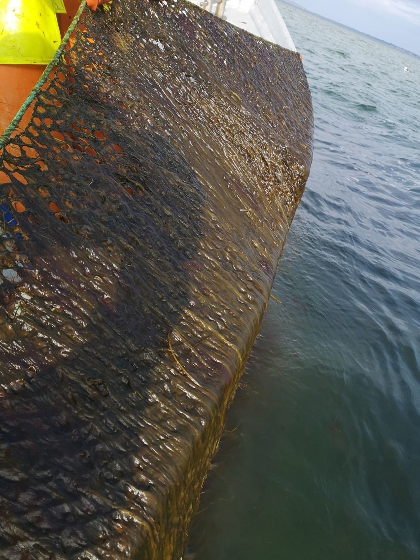 Dziwny śluz na sieciach rybaków z regionu Zatoki Puckiej