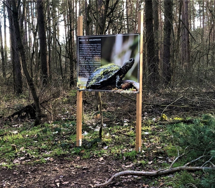 Dotrzeć do Jagody nie jest trudno. Jadąc szosą od Leszna,...