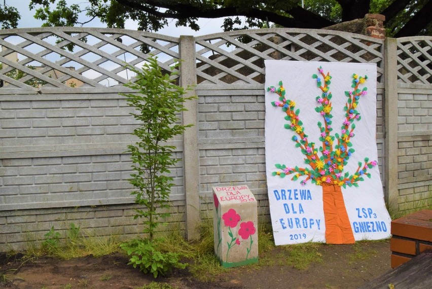 Uczniowie ZSP 3 w Gnieźnie wzięli udział w akcji "Drzewa Dla Europy 2019". Zobacz film i zdjęcia!