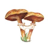 Maślak żółty (Suillus grevillei)