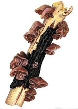Ucho bzowe (Auricularia auricula-judae)