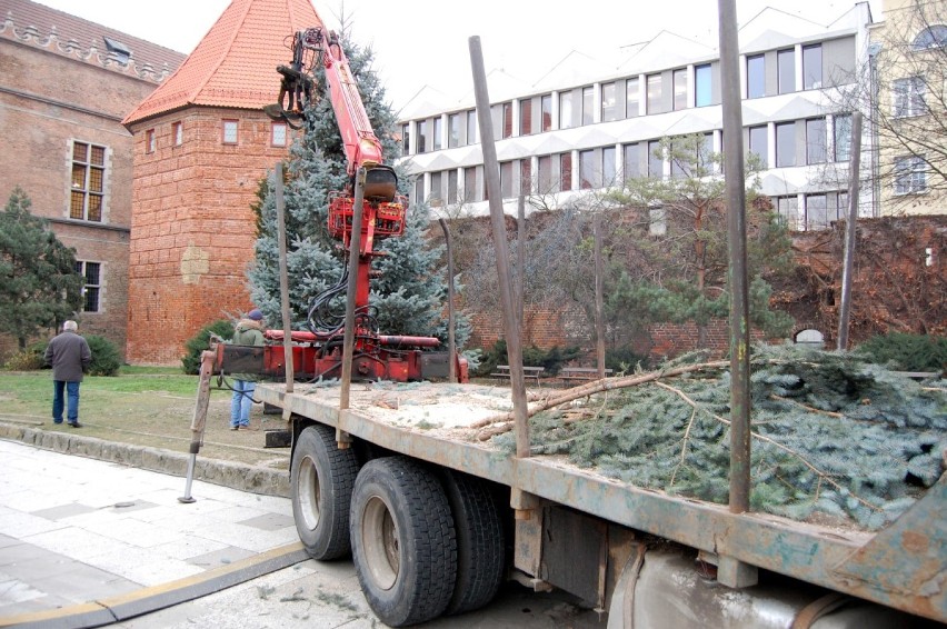 Choinka na Targu Węglowym  stanęła 1 grudnia.