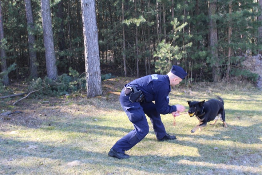 Funkcjonariuszka policji na czterech łapach. Nowa policjantka w Łasku ZDJĘCIA