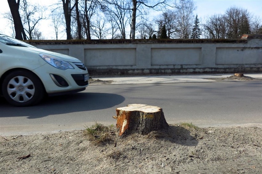 Wycięte drzewa przy Cmentarnej w Piotrkowie. Kikuty straszą przechodniów, a nowych drzew na razie nie będzie