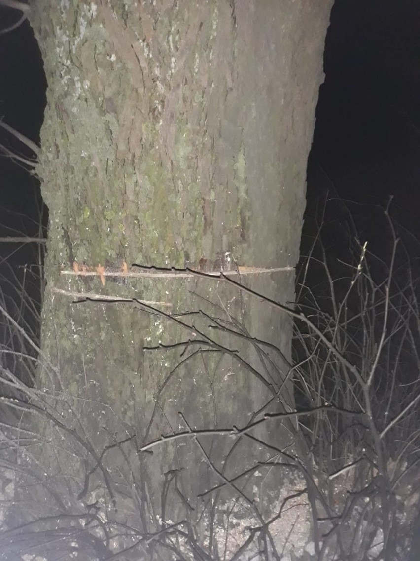 Ktoś celowo uszkodził drzewa przy drodze wojewódzkiej w gminie Sierakowice? Mogło dojść do tragedii!