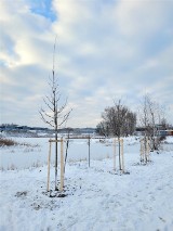 Piękna zima i więcej drzew nad Stawem Płaszowskim w Krakowie