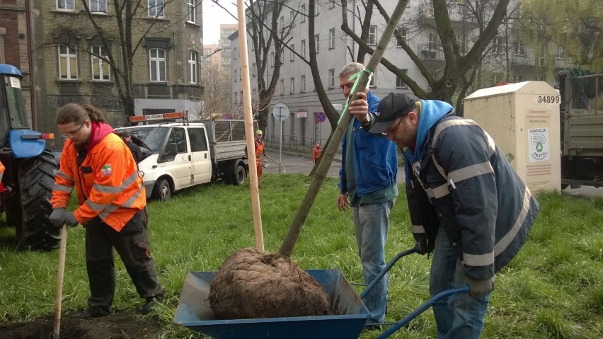 Sadzą nowe drzewa w Mysłowicach. Gdzie? [ZDJĘCIA]