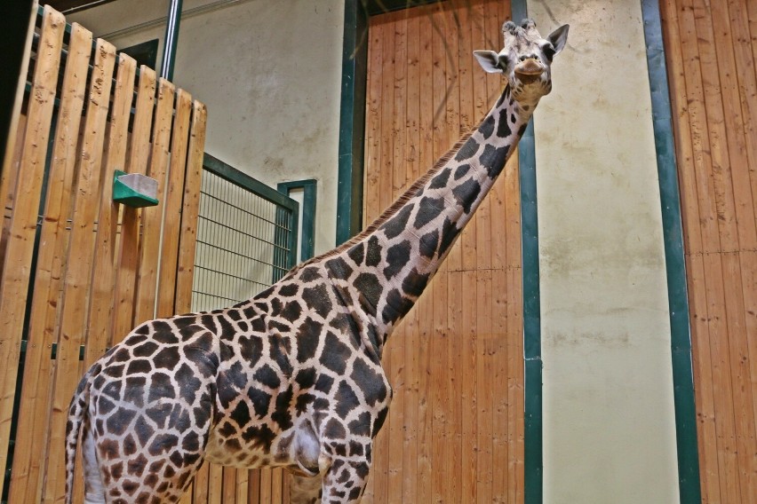 Oto nowa mieszkanka gdańskiego zoo – samica żyrafy...