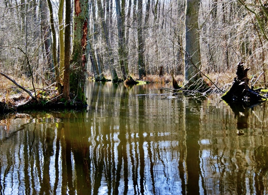 Jezioro Lubniewsko, Lubniewka. Marzec 2012 r.