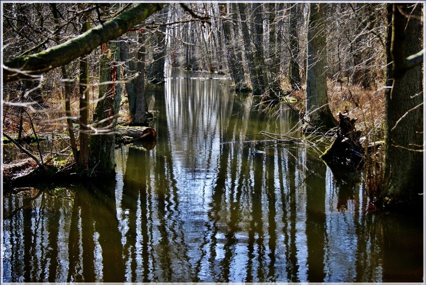 Jezioro Lubniewsko, Lubniewka. Marzec 2012 r.