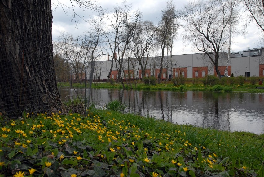 Park Bulwary i Solidarność w Tomaszowie wiosną. Warto wybrać się na spacer ZDJĘCIA