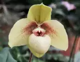 Odwiedź łańcucką Storczykarnię i zobacz ulubione kwiaty hrabiego Potockiego