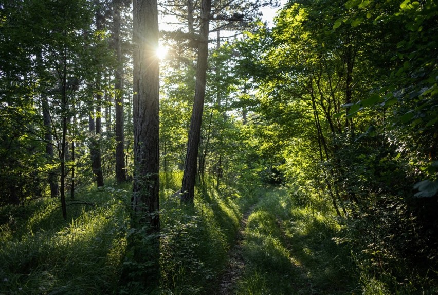 Uwaga! W okolicy Dalkowa i Obiszowa wprowadzono zakaz wstępu do lasu