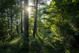 Uwaga! W okolicy Dalkowa i Obiszowa wprowadzono zakaz wstępu do lasu