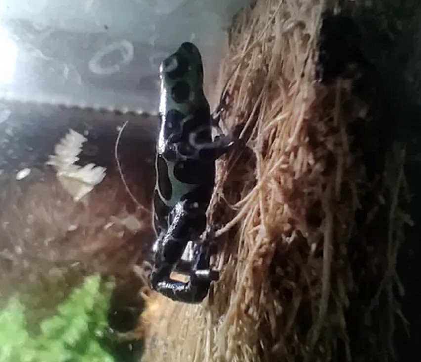 Ranitomeya variabilis giant


Link do oferty