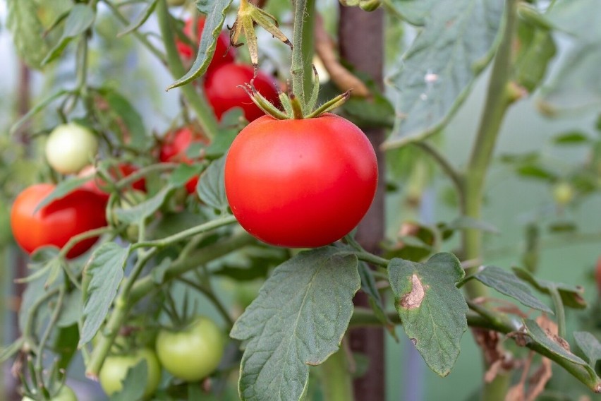 W uprawie pomidorów można popełnić wiele błędów, które mogą...