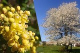 Wiosna na Kaszubach już w pełni - piękne niebo i kwitnące rośliny w obiektywie czytelnika