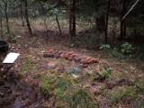 Puszcza Notecka - pod Wiejcami znaleziono pociski moździerzowe pochodzące z czasów II wojny