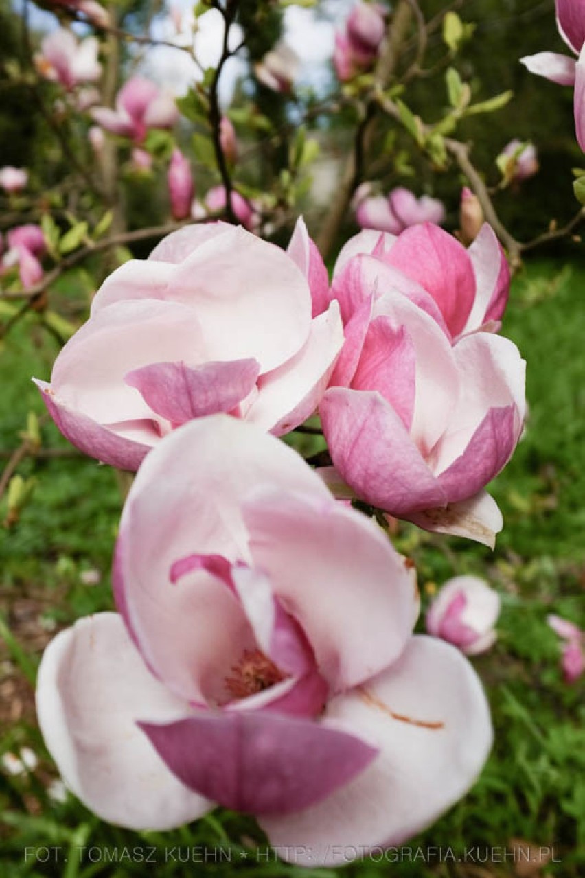 Arboretum w Kórniku, magnolie