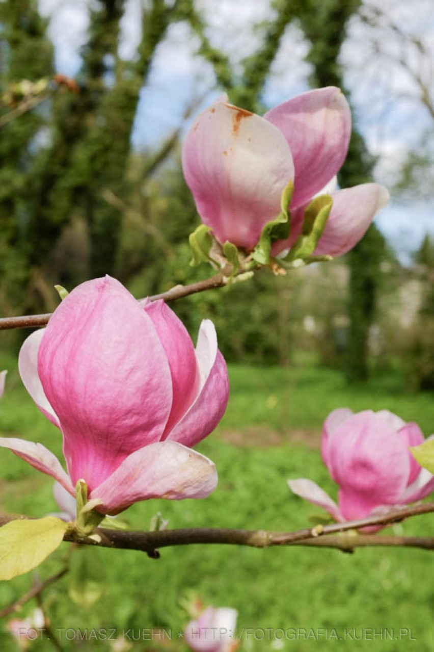 Arboretum w Kórniku, magnolie