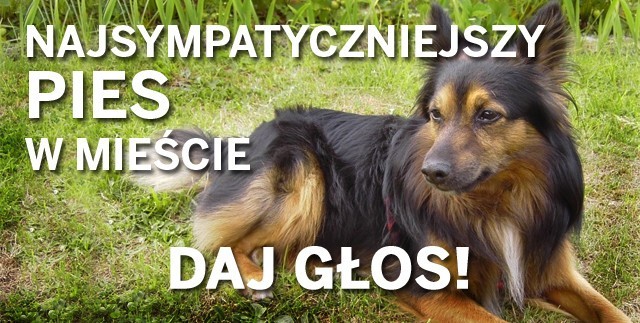 Najsympatyczniejszy pies w Sosnowcu. Głosuj! Zobacz Wyniki!