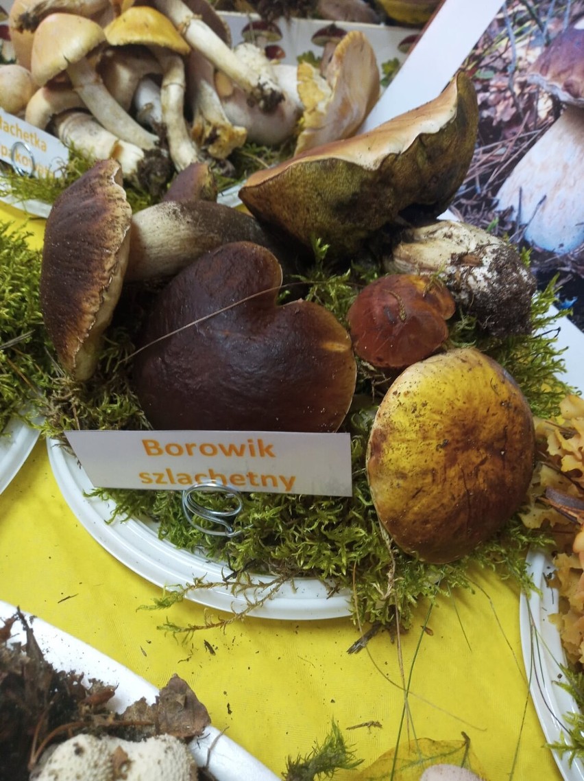 Przedszkolaki z Kościerzyny dowiedziały się, jak odróżnić grzyby jadalne od trujących. Zobacz zdjęcia grzybów jadalnych i niejadalnych