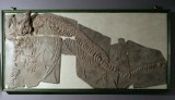 Uniwersytet Jagielloński pochwalił się skamieniałym ichtiozaurem sprzed 180 mln lat