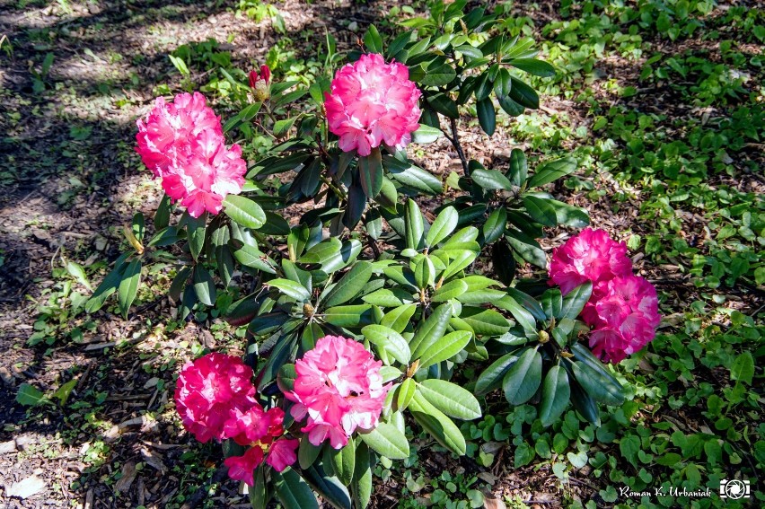 Rododendrony w parku miejskim zachwycają kolorami
